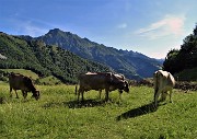 14 Mucche a colazione con vista in Tre Signori